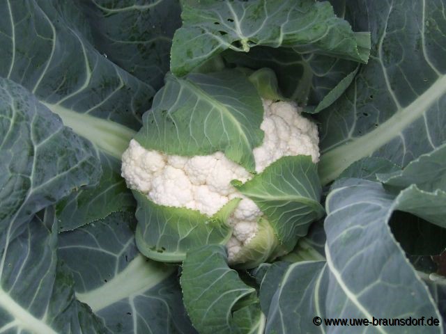 Blumenkohl Sorte Fremont F1