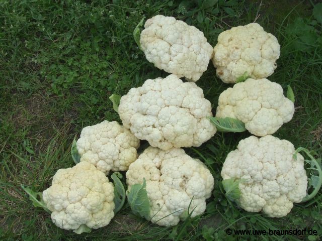 Blumenkohl Sorte Fremont F1