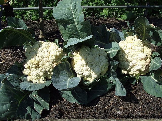 Blumenkohl Sorte Fremont F1