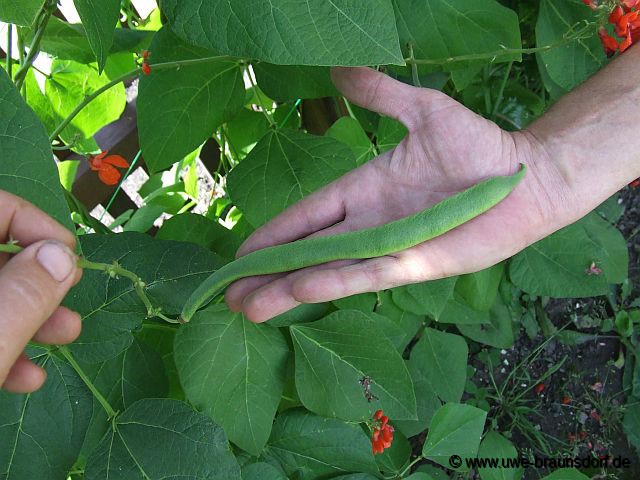 Feuerbohnen, Prunkbohne, Phaseolus coccineus, der Sorte Lady Di