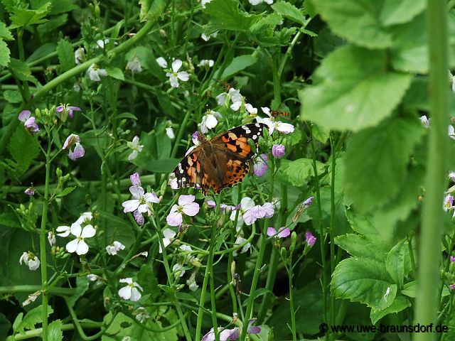 Distelfalter, Vanessa cardui