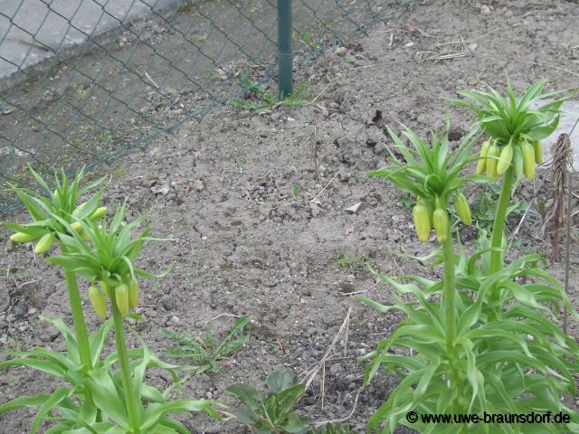 Kaiserkrone, Fritillaria imperialis