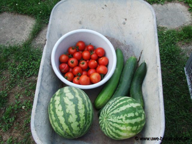 Ernte Melonen, Tomaten und Salatgurken