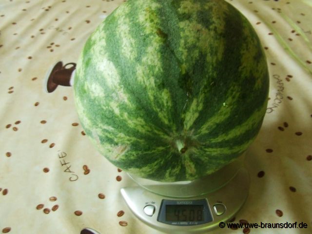 Gewicht von 4,5 kg Melone Papa der Sorte Crimson Sweet