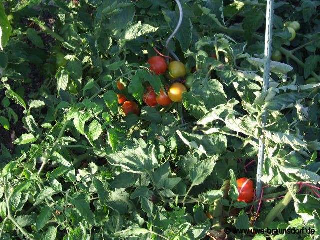 Freilandtomaten im 2. Garten