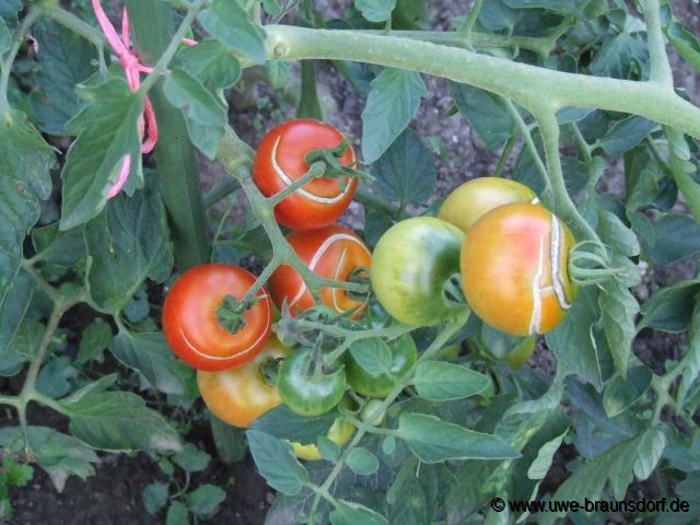 Freilandtomaten im 1. Garten