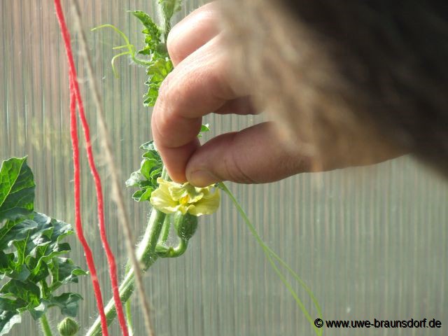 Bestäubung Wassermelone Papa Sorte Crimson Sweet