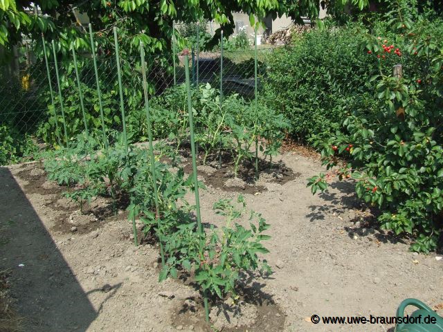 Tomaten