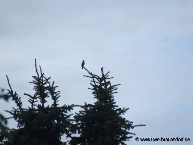 unbekannter Vogel