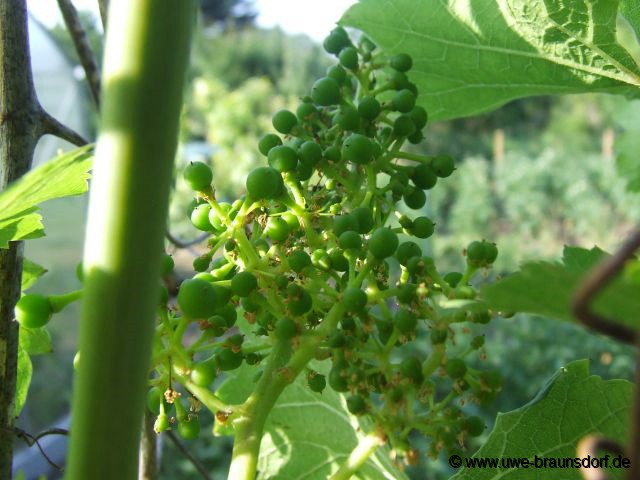 Wein Vitis der Sorte Regent