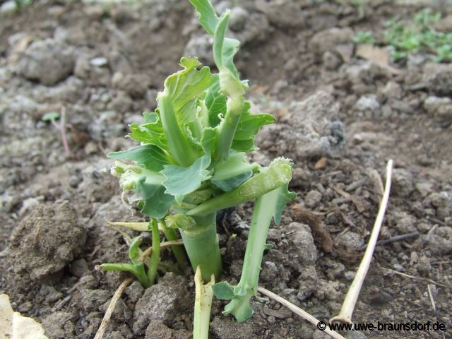 Winterblumenkohl der Sorte Walcheren 5