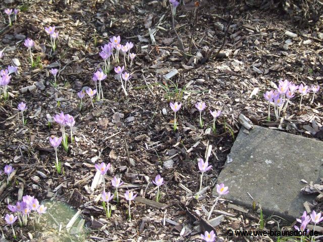 Krokusse (Crocus)