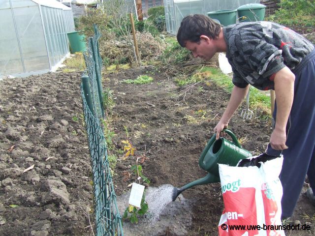 Pflanzung von 2 Brombeeren der Sorte Loch Ness