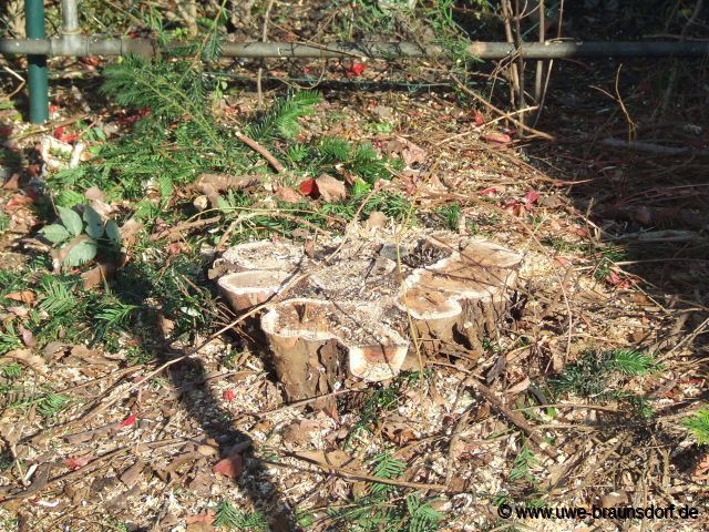 Fällung der giftigen Eibe, Taxus baccata