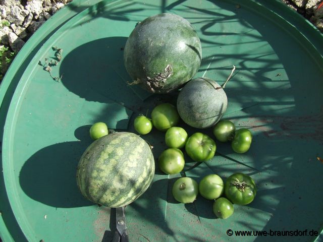 Ernte Melone Sorte Sugar Baby sowie Tomaten