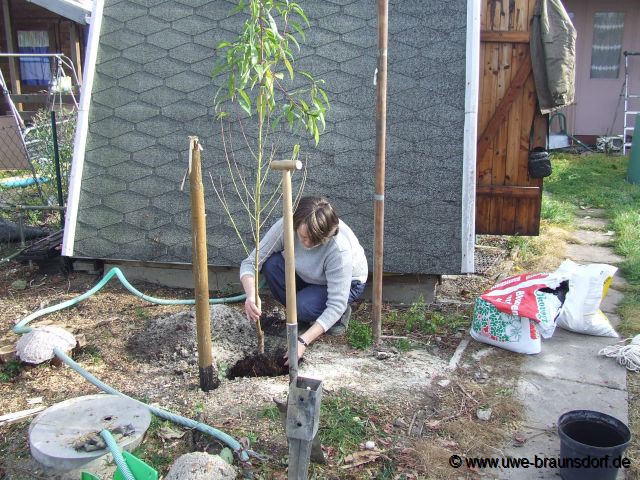 Pfirsichbaum (Prunus persica) Sorte Kernechter vom Vorgebirge auf Unterlage St. Julien A, pflanzen