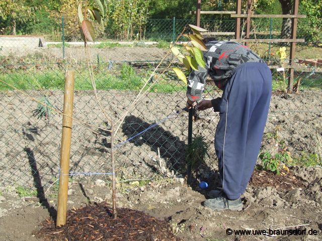 Süßkirsche (Prunus) der Sorte Kordia auf Unterlage GiSelA 5 pflanzen