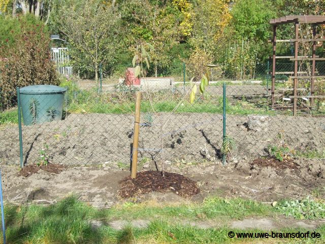 Süßkirsche (Prunus) der Sorte Kordia auf Unterlage GiSelA 5 pflanzen