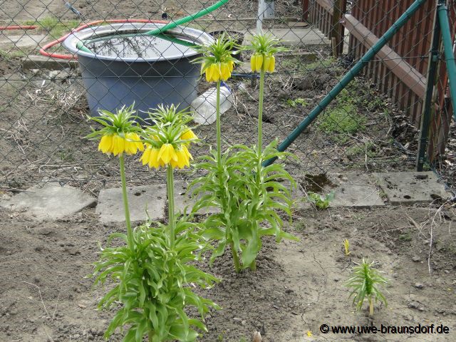 Kaiserkrone, Fritillaria imperialis