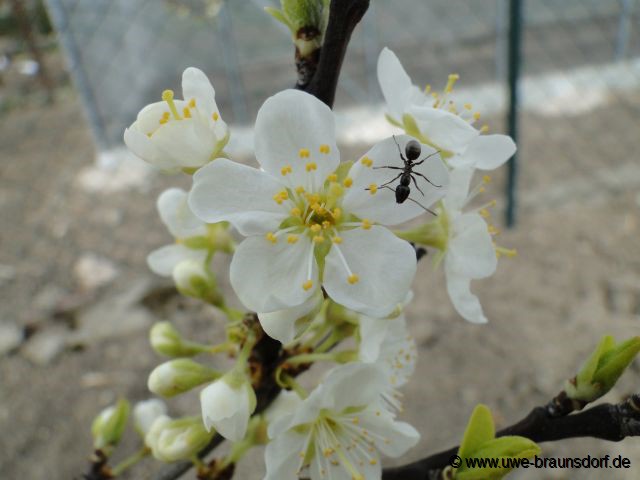 Blüte Pflaumenbaum Sorte The Czar