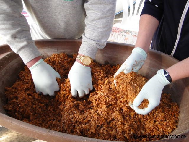 Pilze, Braunkappen, Versuch im Garten zu kultivieren