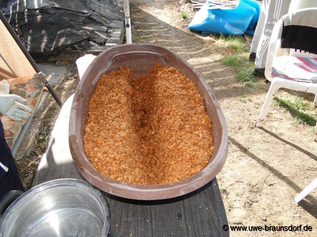 Pilze, Braunkappen, Versuch im Garten zu kultivieren