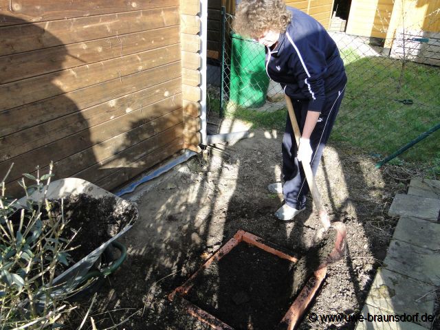 Pilze, Braunkappen, Versuch im Garten zu kultivieren