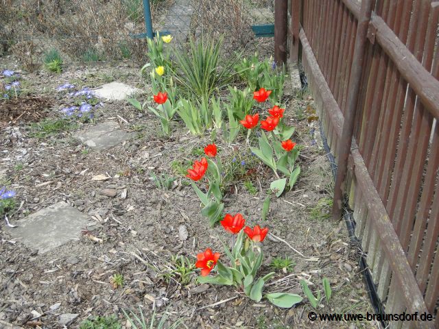 blühende Tulpen, Tulipa