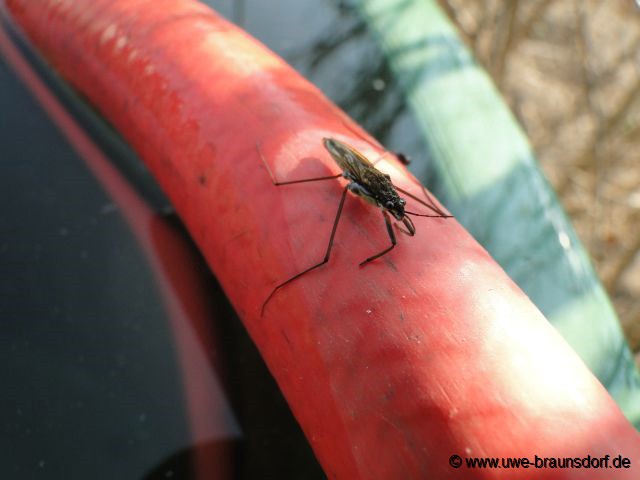 Wasserläufer, Gerridae