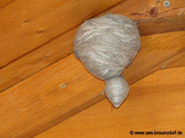 Wespen bauen ihr Nest weiter aus