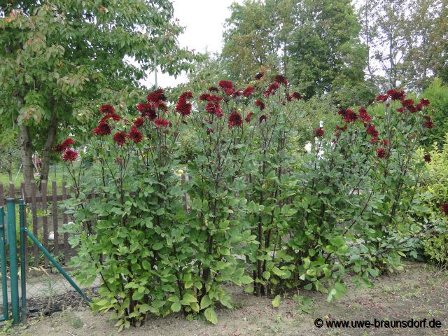 Unsere Riesendahlien Sorte Kalinka