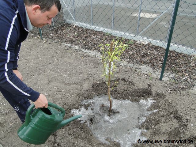 Pflanzung Pfirsichbaum Sorte Benedicte