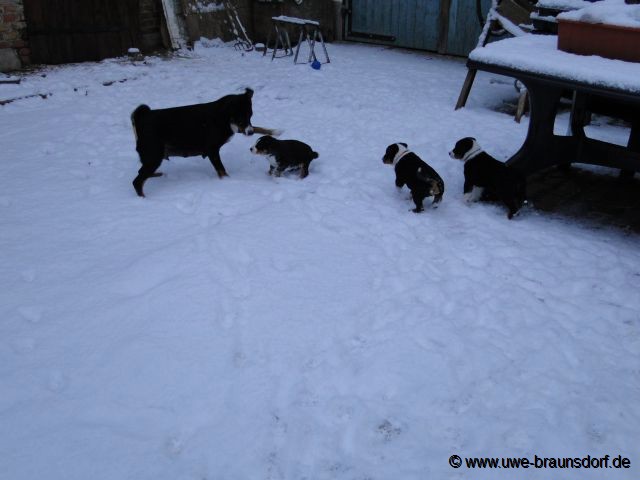 Welpen Appenzeller Sennenhund