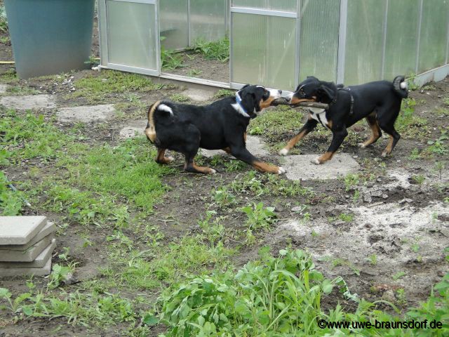 Unsere Appenzeller Sennenhunde