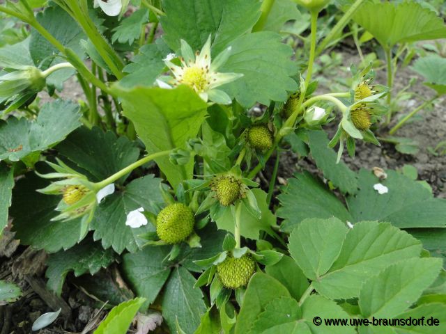 Fruchtansatz Erdbeeren