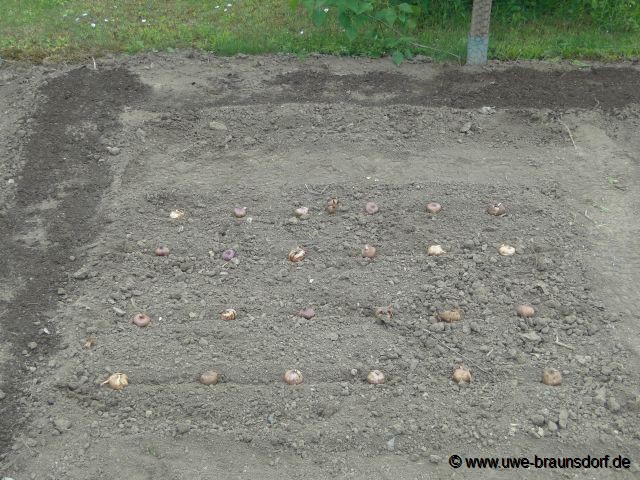 Stecken von Gladiolen