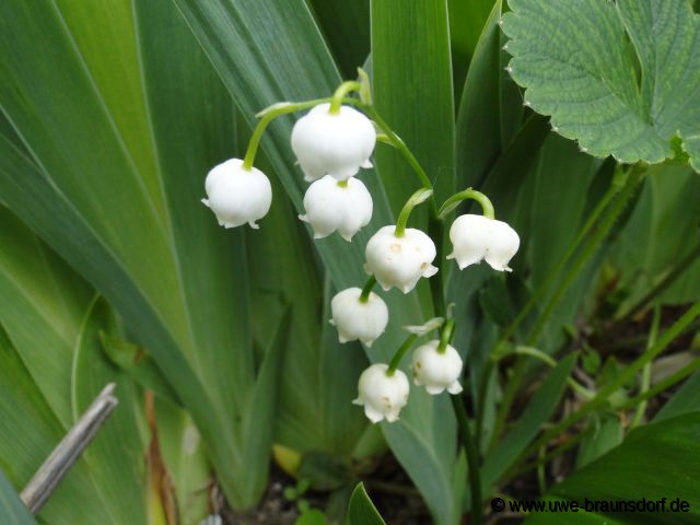 Maiglöckchen, Convallaria majalis