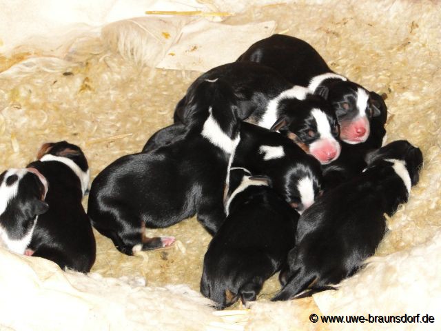 Welpen Rasse Appenzeller Sennenhund