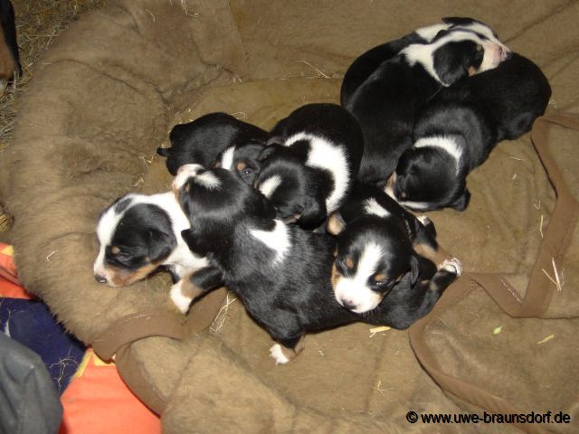 Welpen Rasse Appenzeller Sennenhund