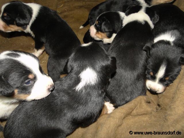 Welpen Rasse Appenzeller Sennenhund