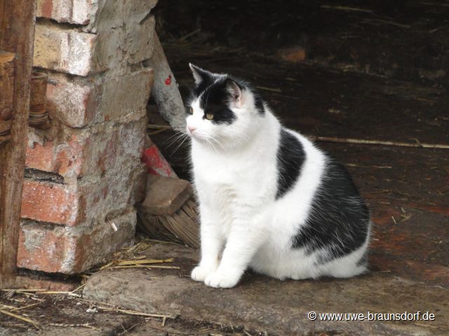 Unser Kater Susa