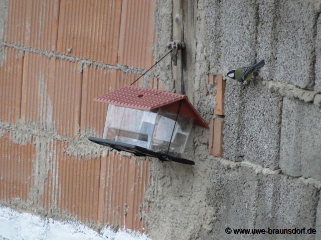 Meise beim Vogelhäuschen