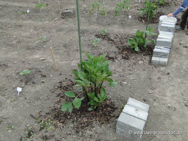 Riesendahlie Sorte Kalinka