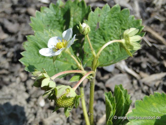 Erdbeeren der Sorte Pegasus