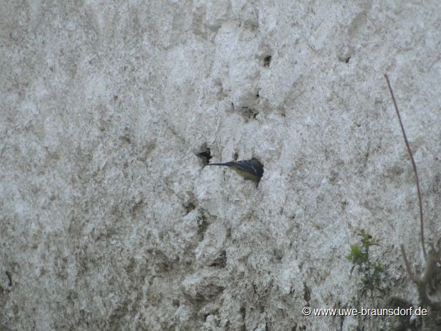Kohlmeise, Parus caeruleus