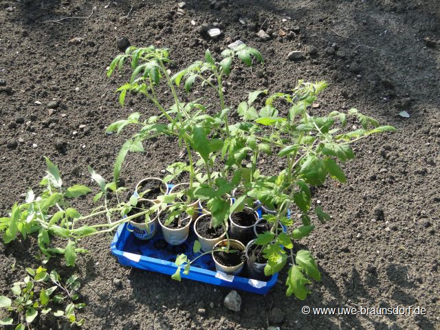 Tomaten pflanzen