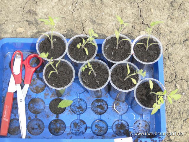 Tomaten pflanzen