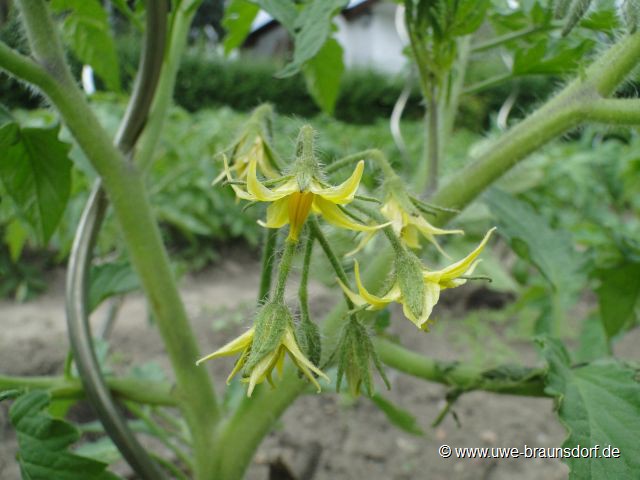 Blüte Tomate