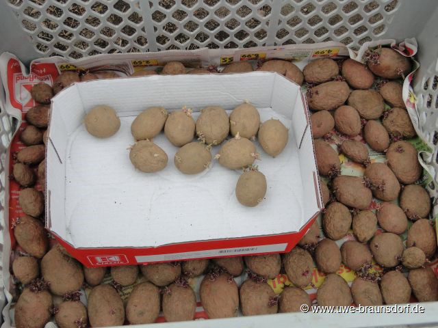 Kartoffeln legen, hier: Frühkartoffeln der Sorte Rosara und Rikea