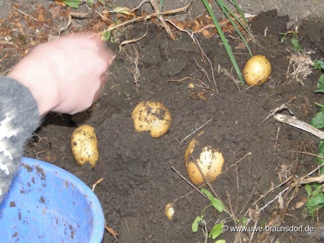 Kartoffeln der Sorte Rikea ernten und zum trocknen liegen lassen